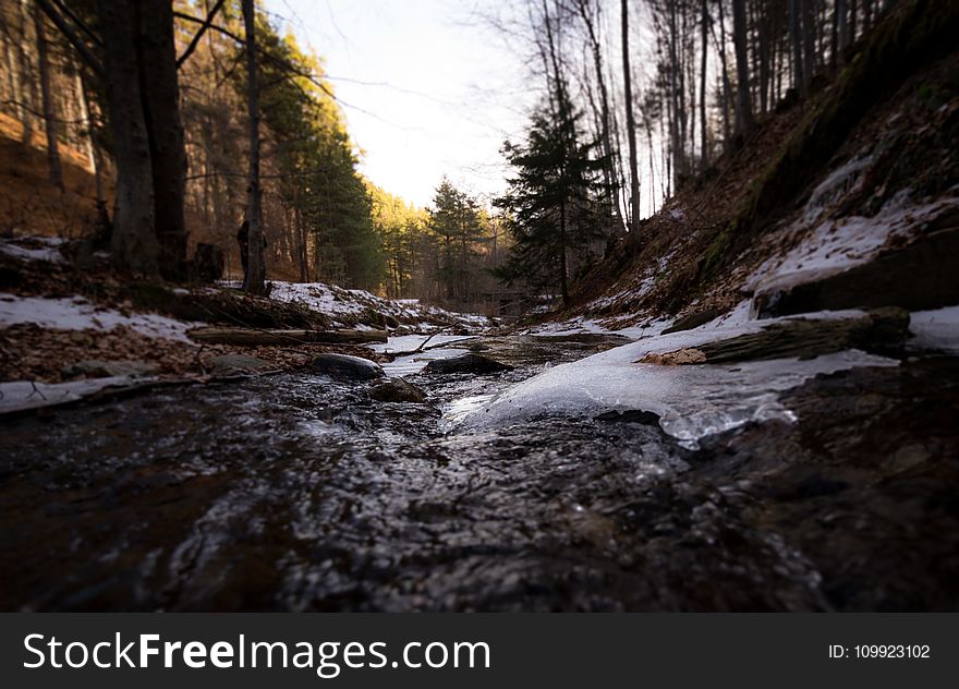 Streams in Between Forest Trees