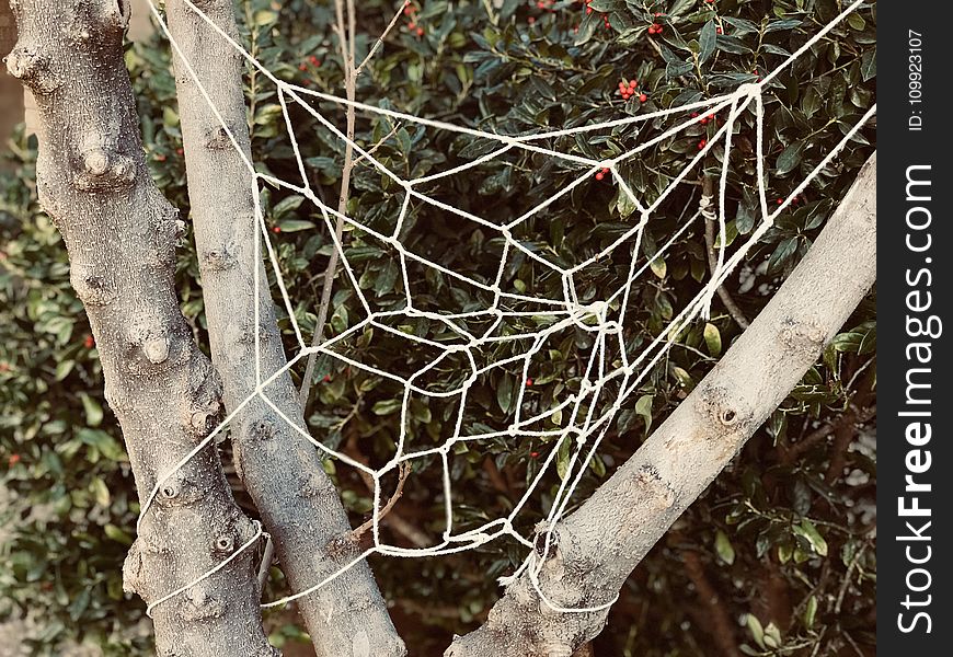 White Knitted Web on Tree