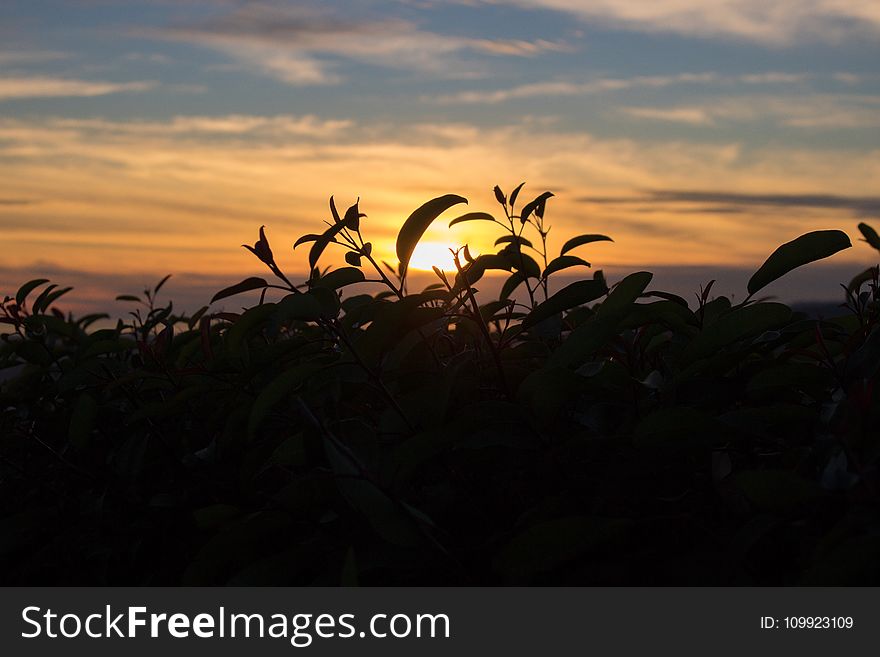 Silhouette Photography Of Plant During Golden Hour