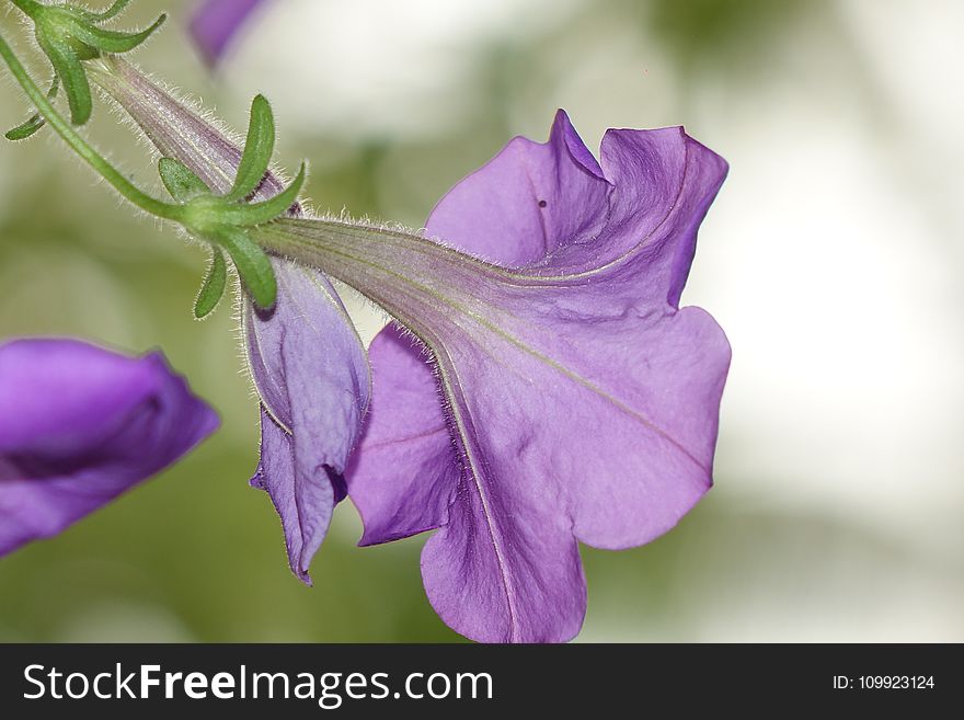 Purple Flower Selective Focus Photo