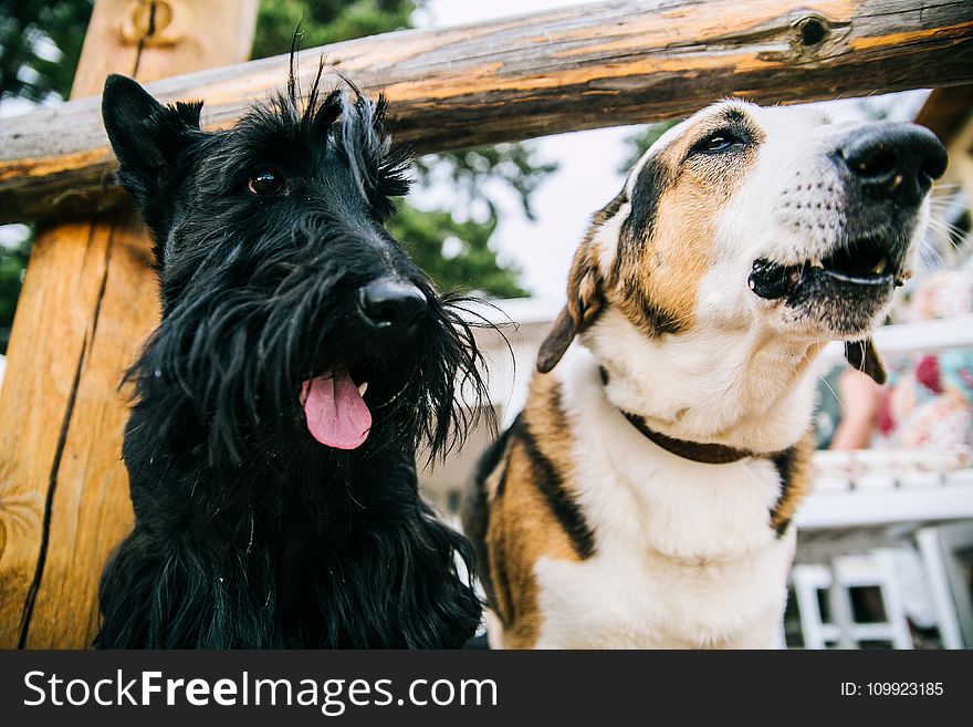 Closeup Photo of Scottish Terrier and Adult Short-coated White and Tan Dog
