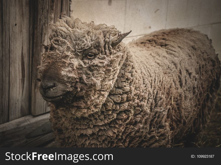 Beige Lamb Standing Beside Gray Wooden Wall