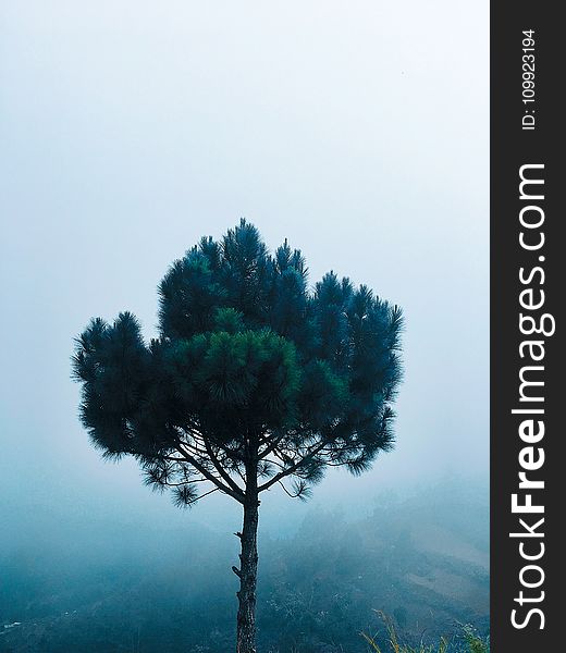 Green Pine Tree at Daytime