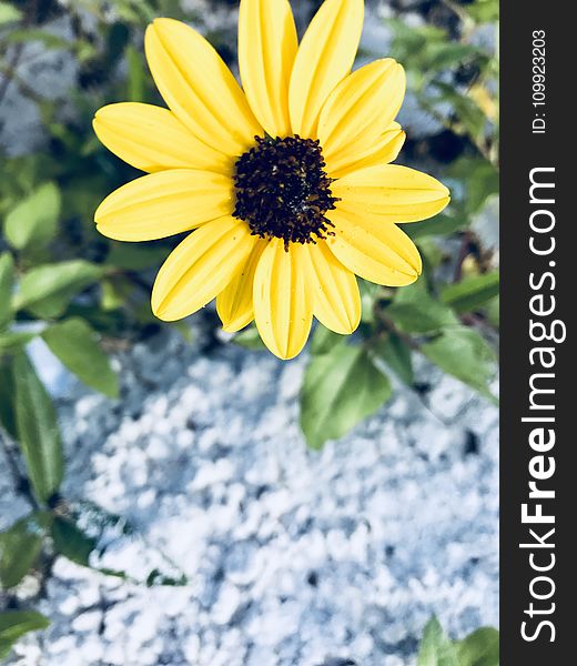 Yellow Daisy Flower