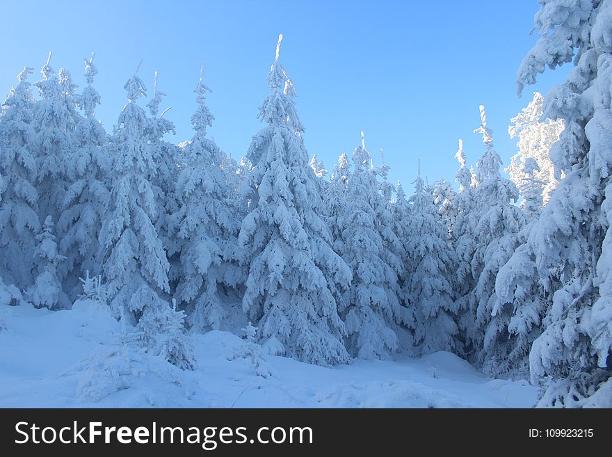 Pine Trees Covered With Snow