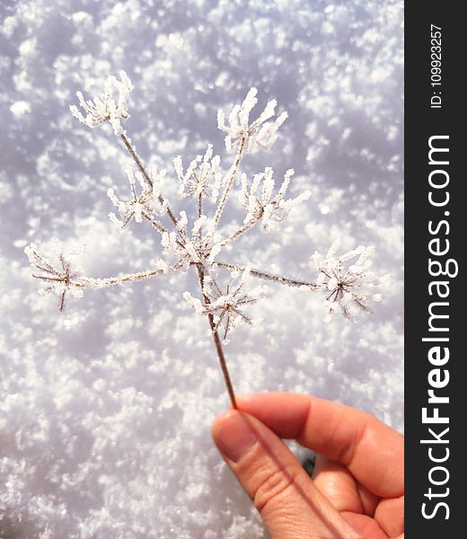 Person Holding Flower Covered With Snow