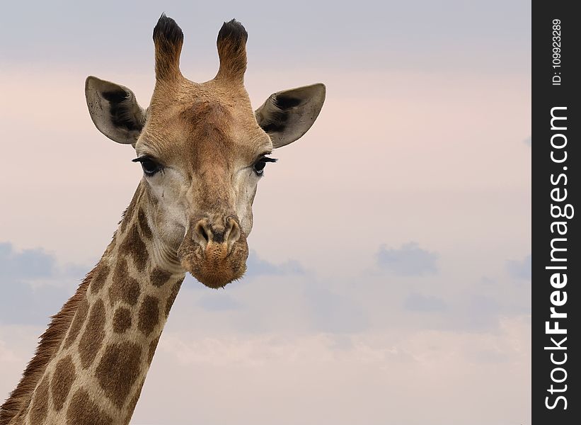 Close-Up Photography of Giraffe