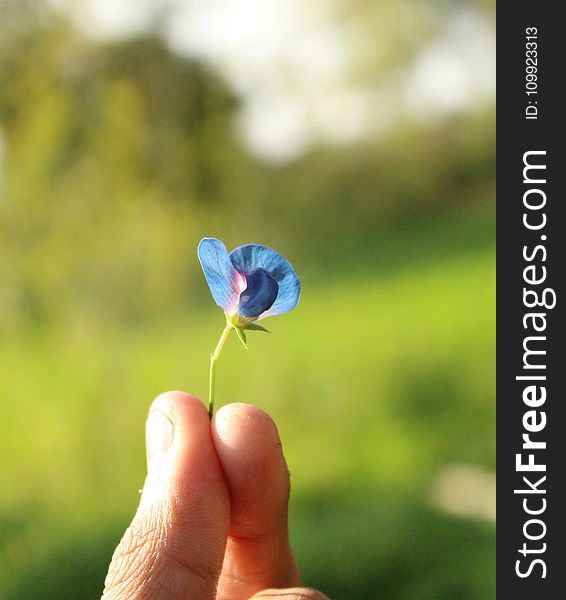 Small Blue Petaled Flower Held by Person&#x27;s Fingers