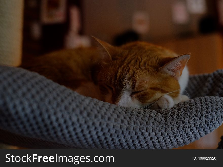 Orange Tabby Cat Sleeping on Gray Textile