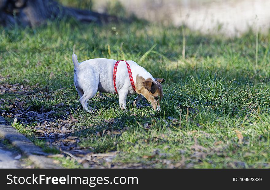 Tan and White Jack Russell Terrier Stand on Green Grass at Daytime