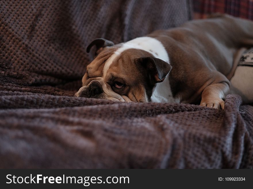 Brown Bulldog on Sofa