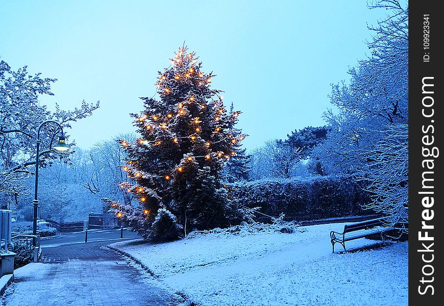 Pine Tree With Snow And Lights