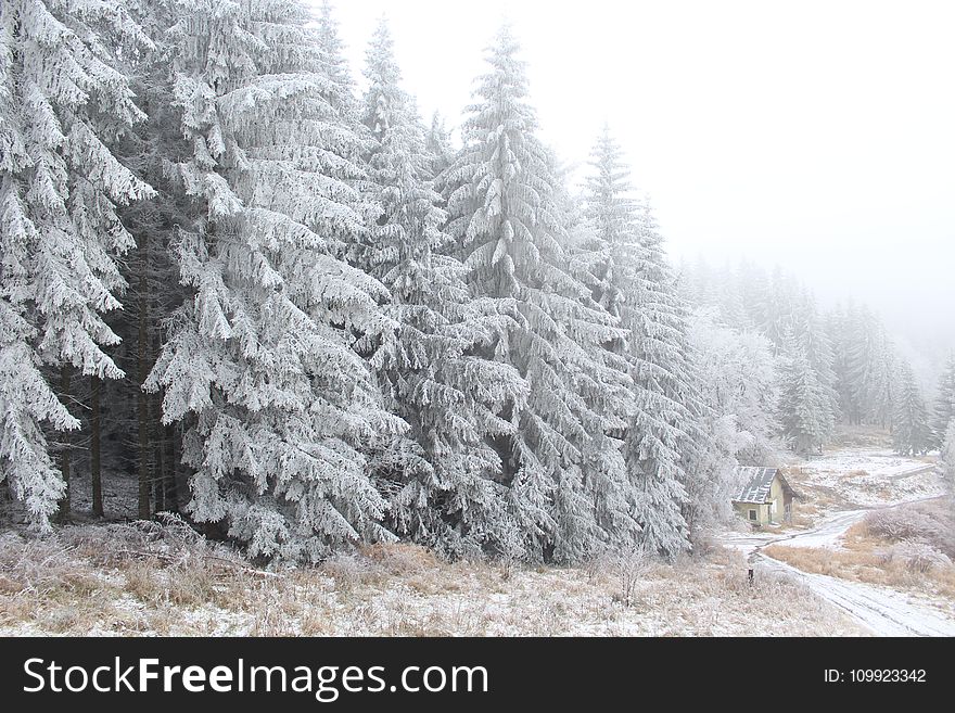 Pine Trees Covered In Snow