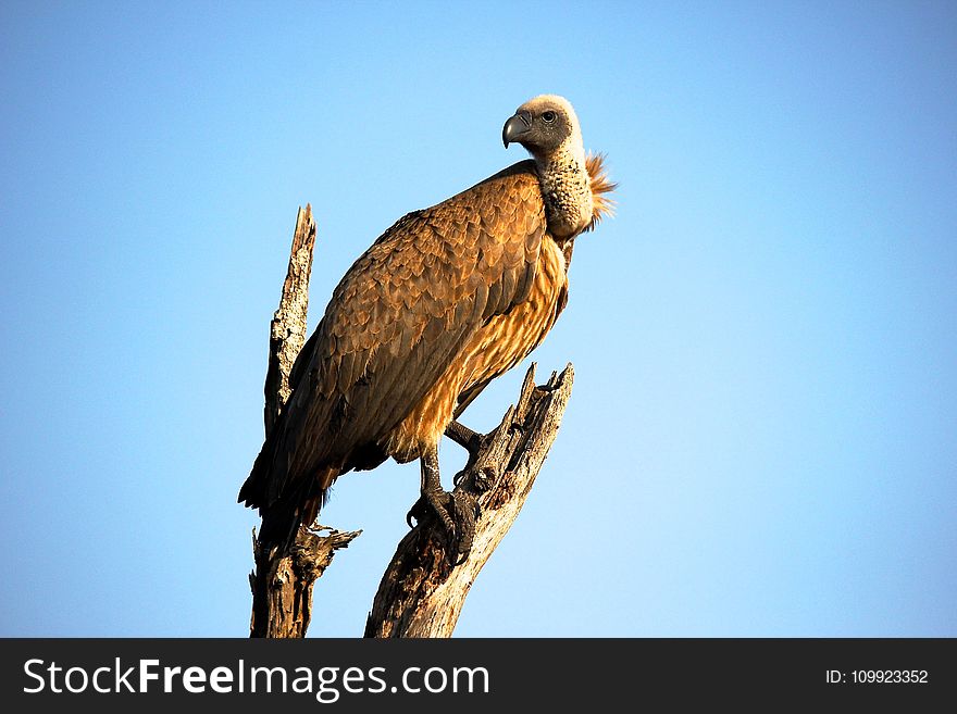 Close-Up Photography of Brown Vulture