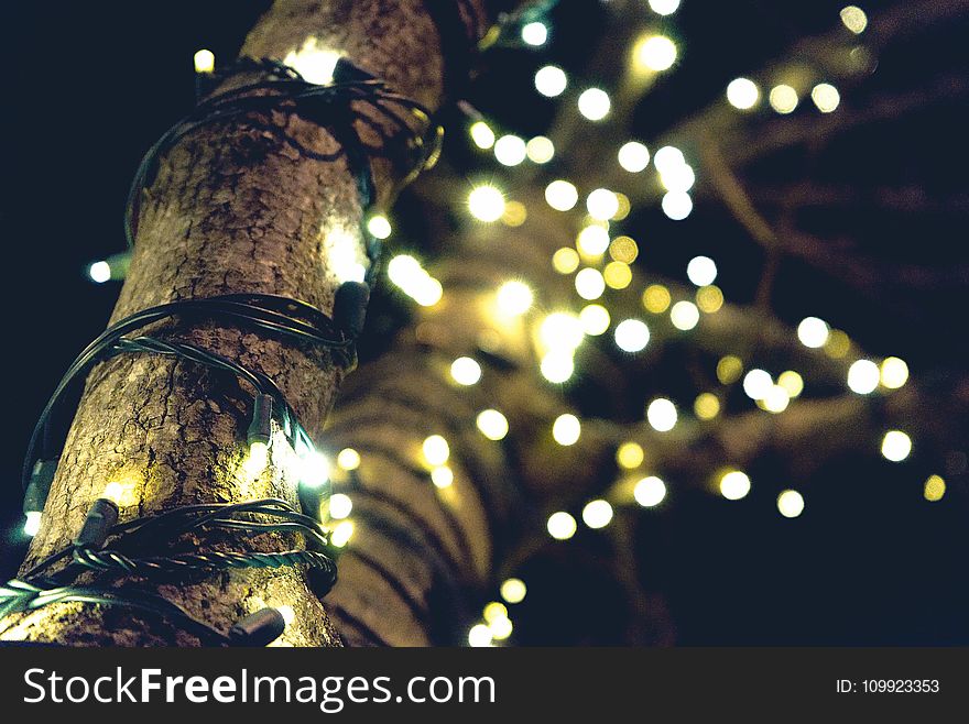 Yellow String Lights on Brown Tree