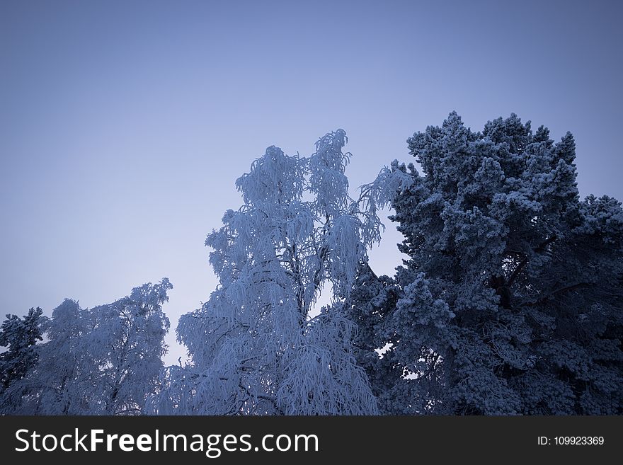 Snow Covered Trees
