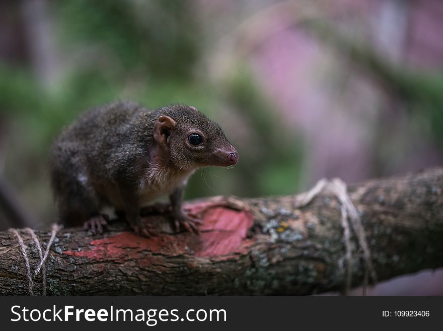 Selective Focus Photography of Brown Rodent