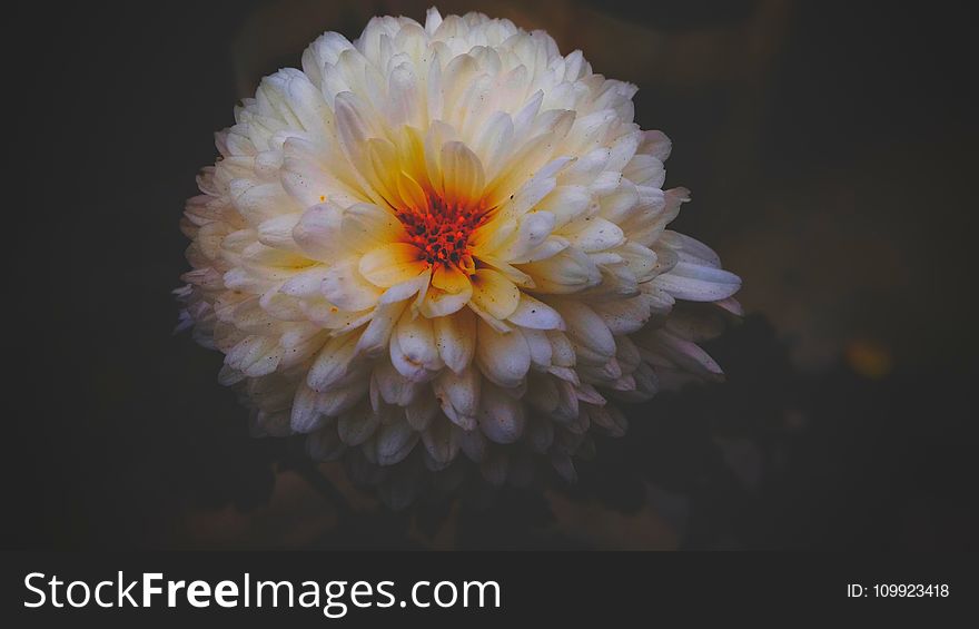 White Dahlia Flower Closeup Photography