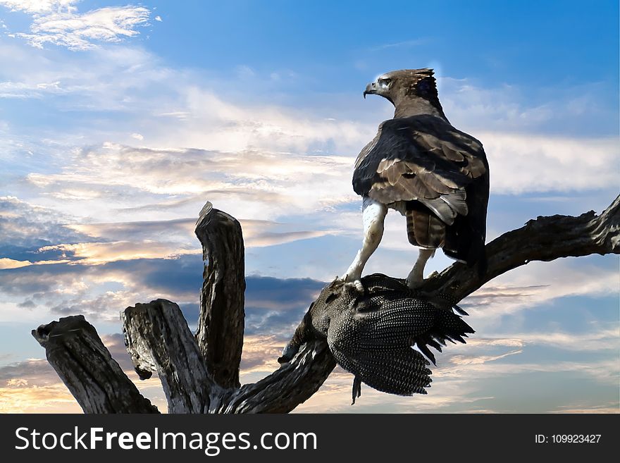 Eagle Perched on Tree Branch