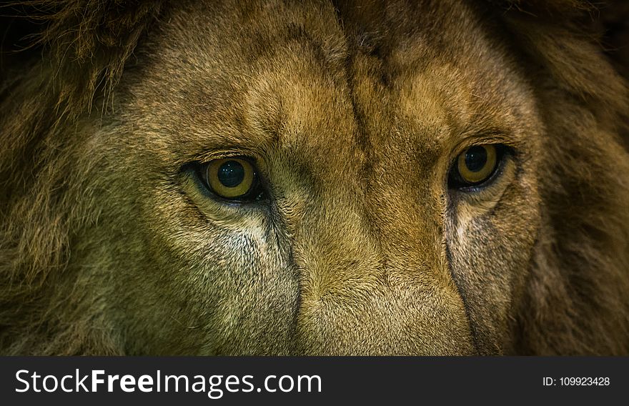 Close-Up Shot Of Lion