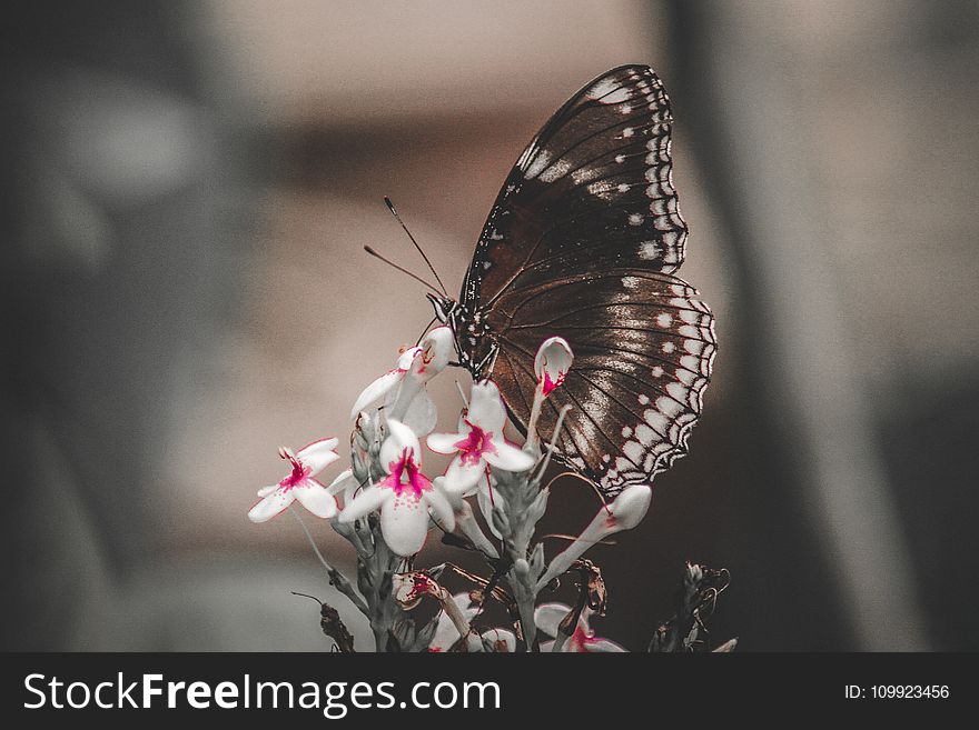 Butterfly On White Petaled Flowers