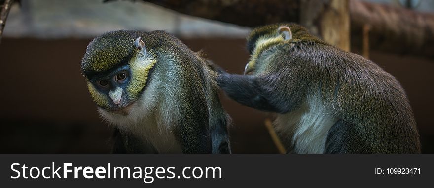 Two Brown-and-black Primates