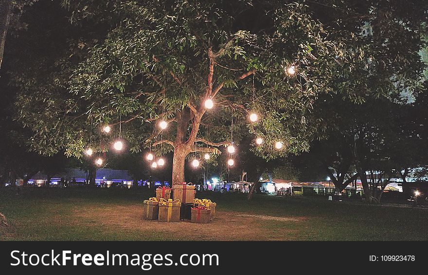 Lights Hanging On Green Leaf Tree