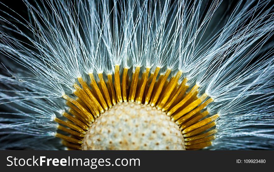 Close-up Photography of Dandelion Flower