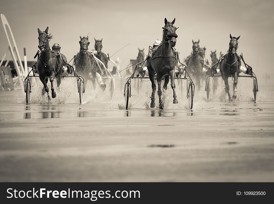 Grayscale Photo Of Group Of Horse With Carriage Running On Body Of Water