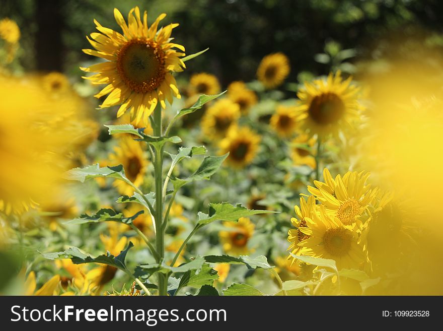 Photography Of Sunflowers