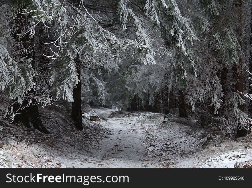 Snowcapped Trees