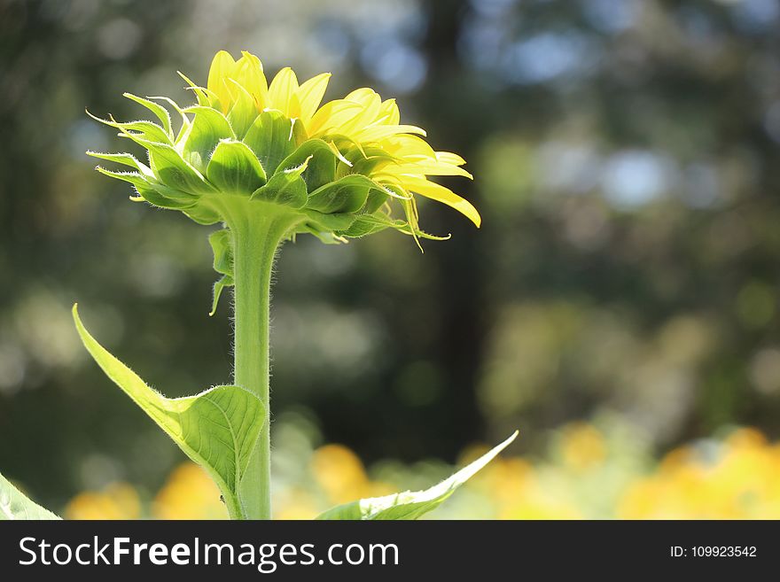 Selective Focus Photography of Yellow and Green Flower