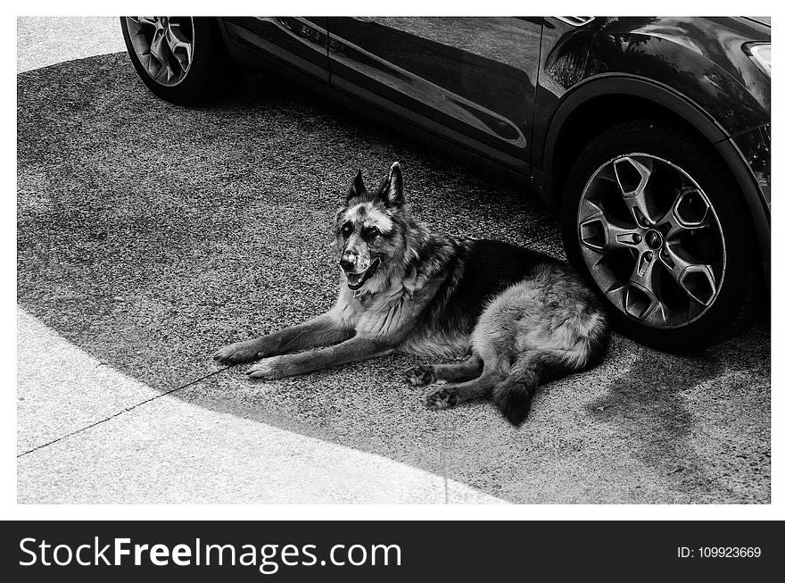 Grayscale German Shepherd Lying on Ground