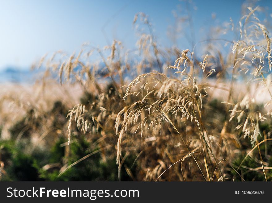 Close Up Photo of Dried Grass