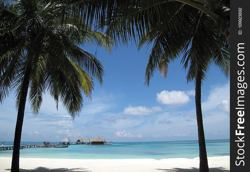 Two Coconut Tree Near Seashore