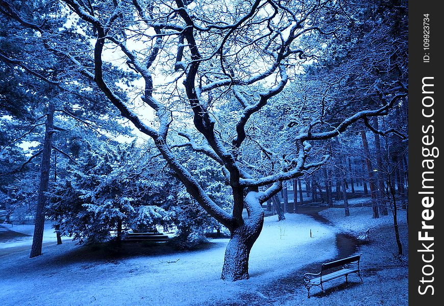 Trees Covered With Snow