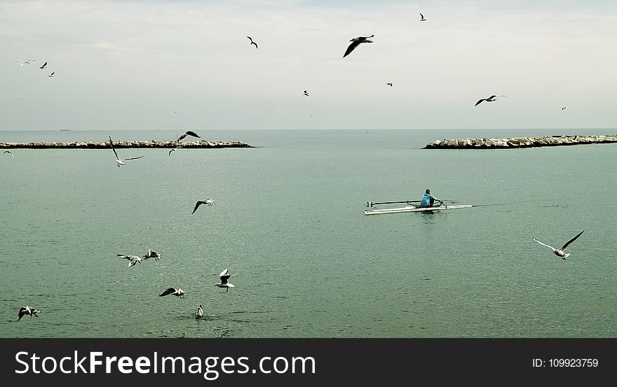 Fisherman Riding Boat in the Middle of Ocean With Flock of Gulls at Daytime