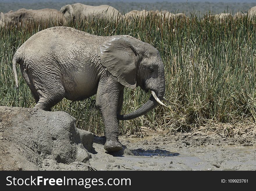 Elephant Walks on Puddle
