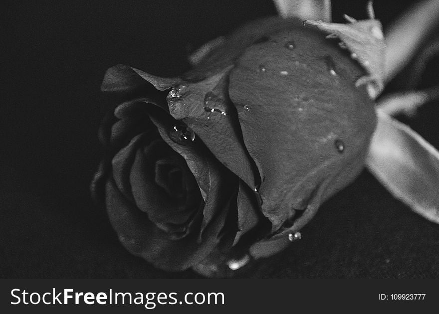 Grayscale Macro Photography of Rose