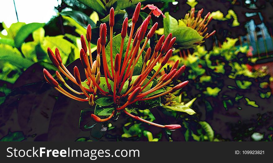 Red Petaled Flower Close Up Photography