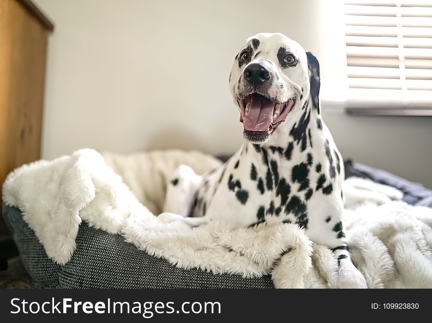 Dalmatian on Pet Bed