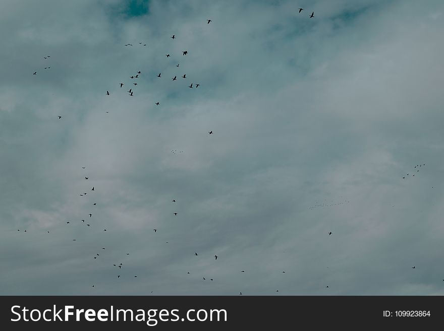 Flock Of Birds Flying Under Cloudy Sky