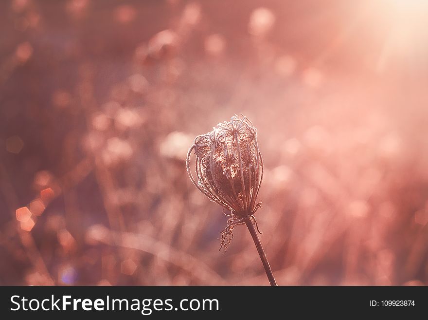 Shallow Focus Photography Of Flower