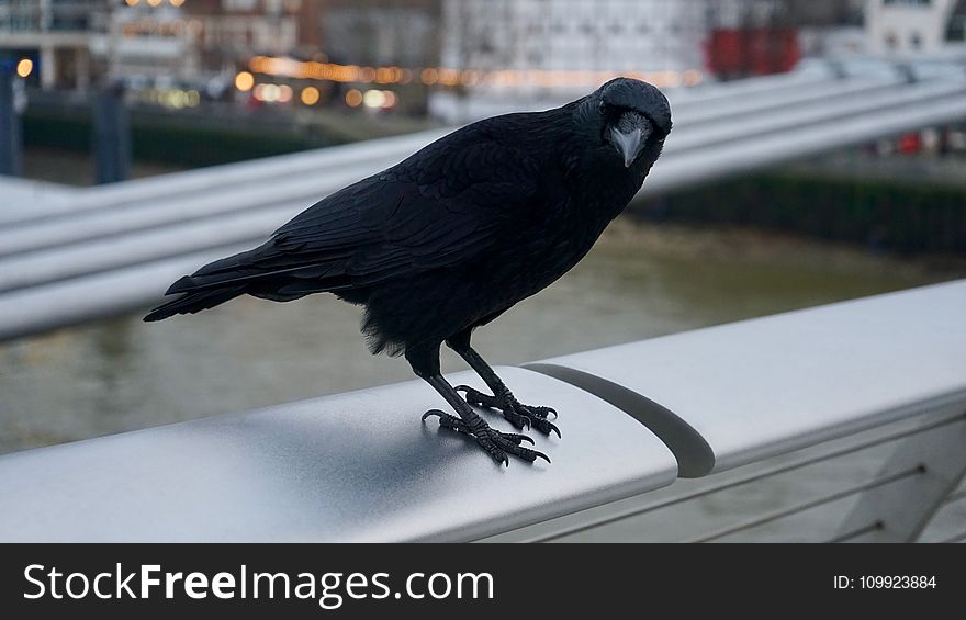 Shallow Photography on Black Crow