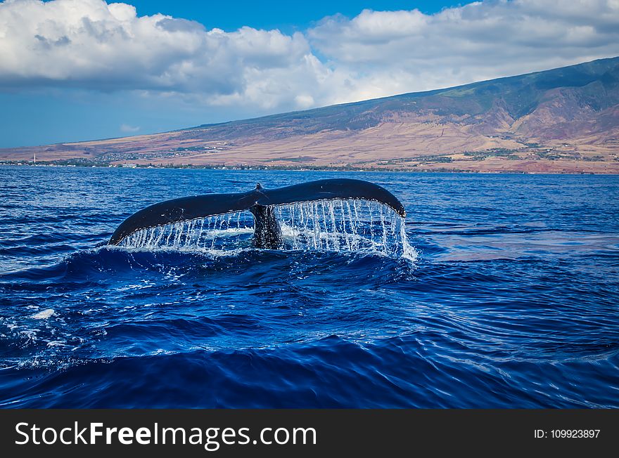 Photography of Whale Tail in Body of Water