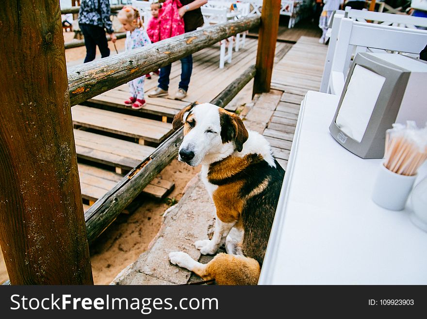 Tricolor Coonhound Beside Table