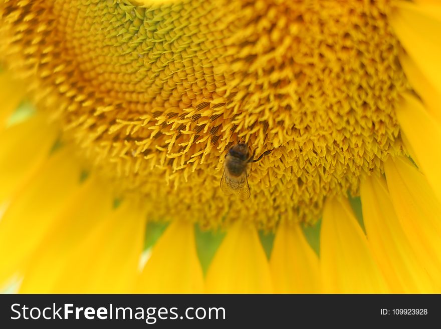 Micro Photo Of Honey Bee Of Yellow Sunflower Flower