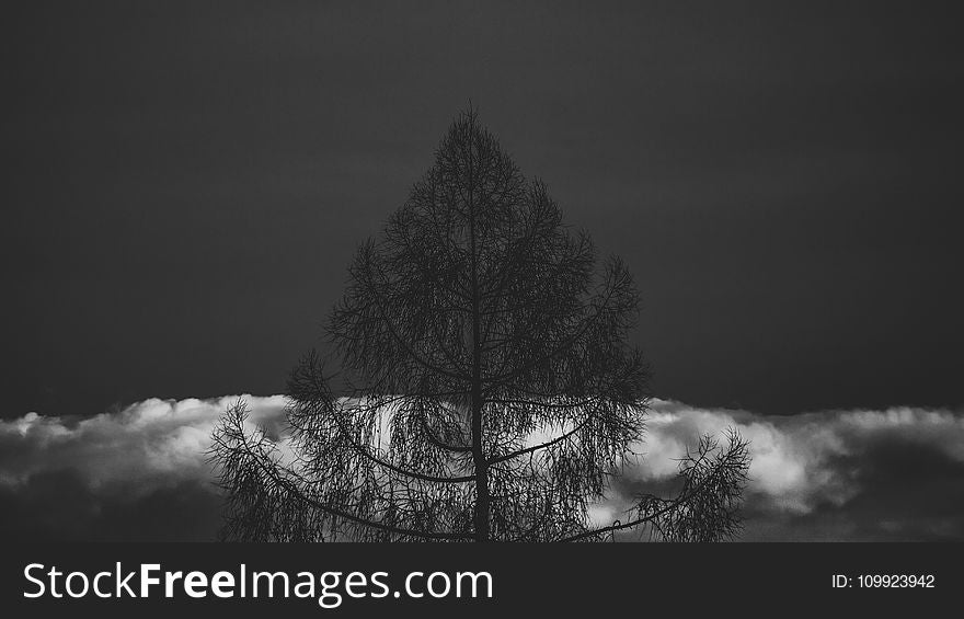 Silhouette If Tree in Grayscale Photography