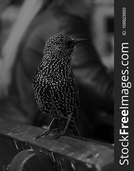 Black Feathered Bird Selective Focus Photography