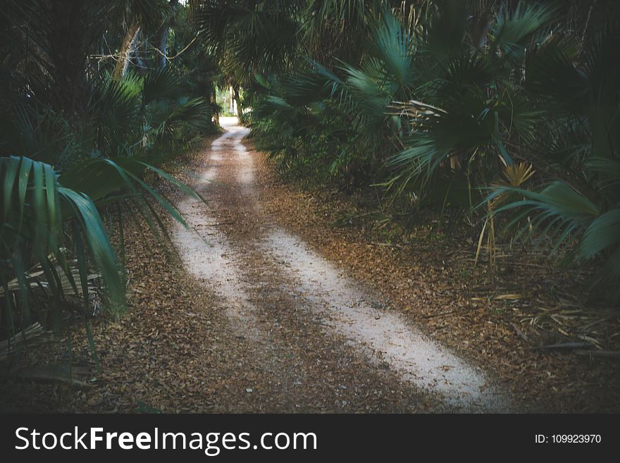 Pathway Surrounded by Green Palm Plants at Daytime